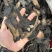 肉苁蓉阿拉善野生肉苁蓉沙漠黄金滋补珍品天然无污染品质保证