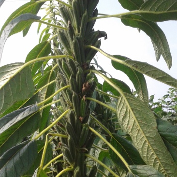 霸王鞭白芝麻种子单秆型芝麻种子长势强茎秆粗壮抗倒伏产