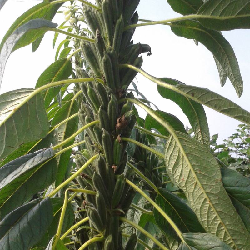 霸王鞭白芝麻种子单秆型芝麻种子长势强茎秆粗壮抗倒伏产