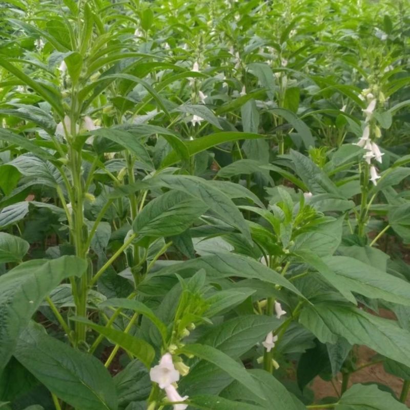 霸王鞭白芝麻种子单秆型芝麻种子长势强茎秆粗壮抗倒伏产