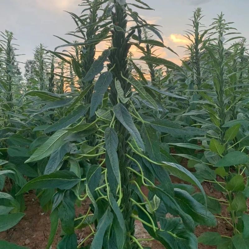 霸王鞭白芝麻种子单秆型芝麻种子长势强茎秆粗壮抗倒伏产