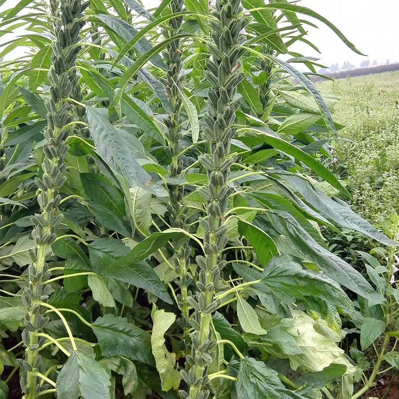 霸王鞭白芝麻种子单秆型芝麻种子长势强茎秆粗壮抗倒伏产