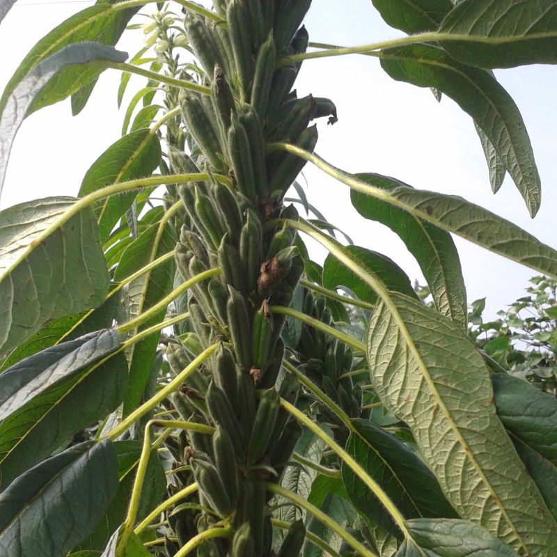 霸王鞭白芝麻种子单秆型芝麻种子长势强茎秆粗壮抗倒伏产