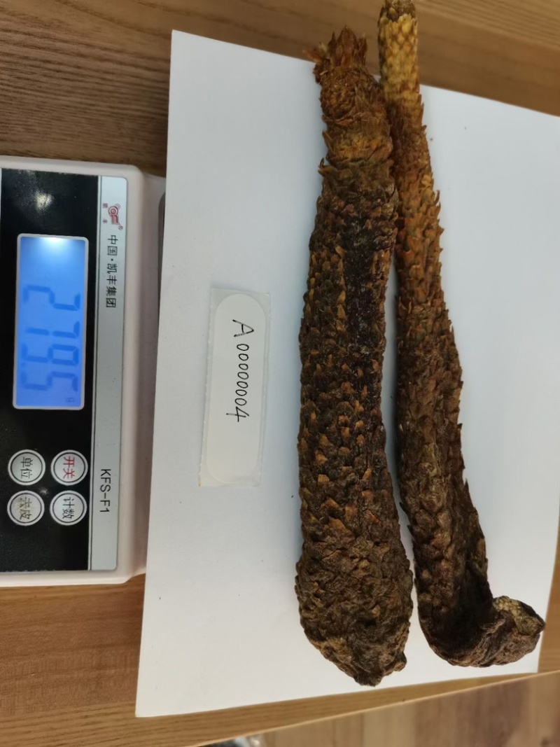 肉苁蓉阿拉善野生肉苁蓉沙漠黄金滋补珍品天然无污染品质保证
