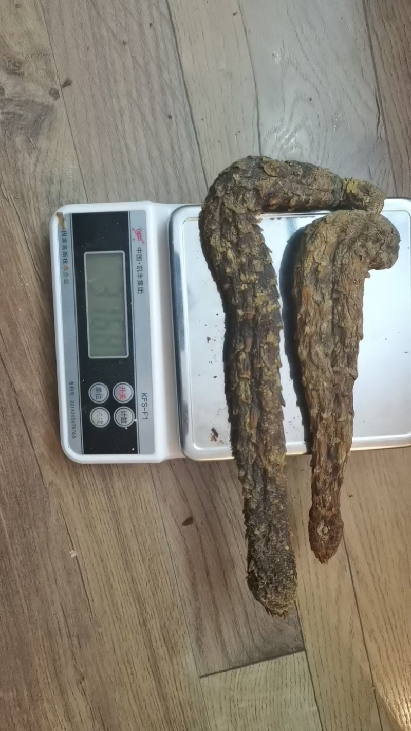 肉苁蓉阿拉善野生肉苁蓉沙漠黄金滋补珍品天然无污染品质保证