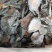 肉苁蓉阿拉善野生肉苁蓉沙漠黄金滋补珍品天然无污染品质保证
