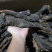 肉苁蓉阿拉善野生肉苁蓉沙漠黄金滋补珍品天然无污染品质保证