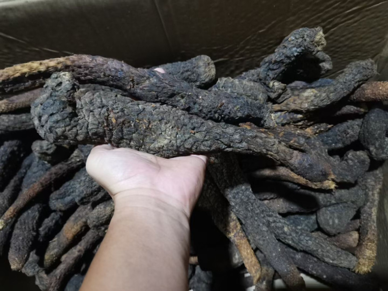 肉苁蓉阿拉善野生肉苁蓉沙漠黄金滋补珍品天然无污染品质保证