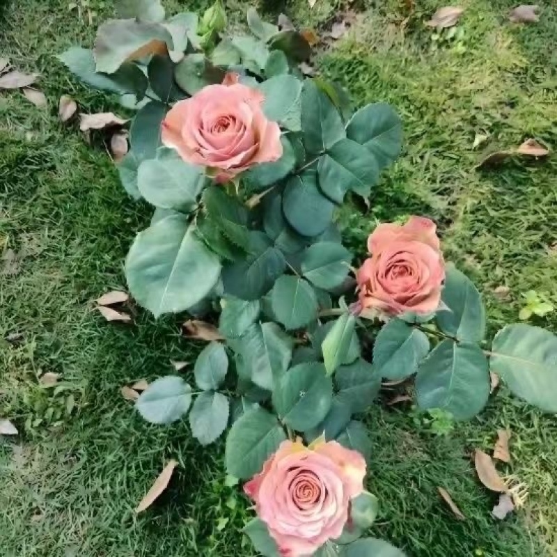 卡布奇诺玫瑰花苗鲜切花苗可对公可开票
