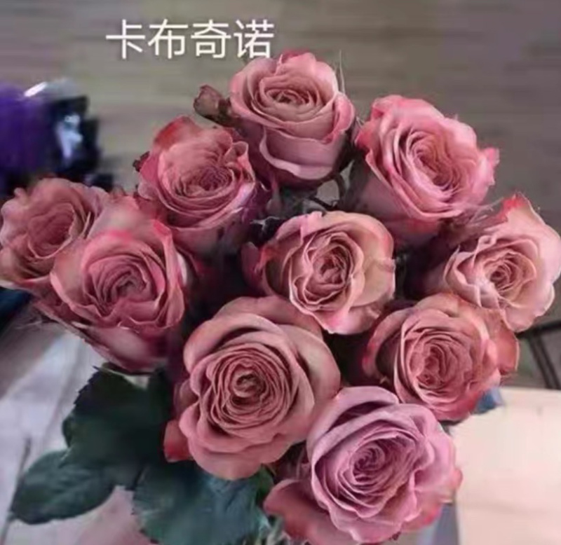 卡布奇诺玫瑰花苗鲜切花苗可对公可开票