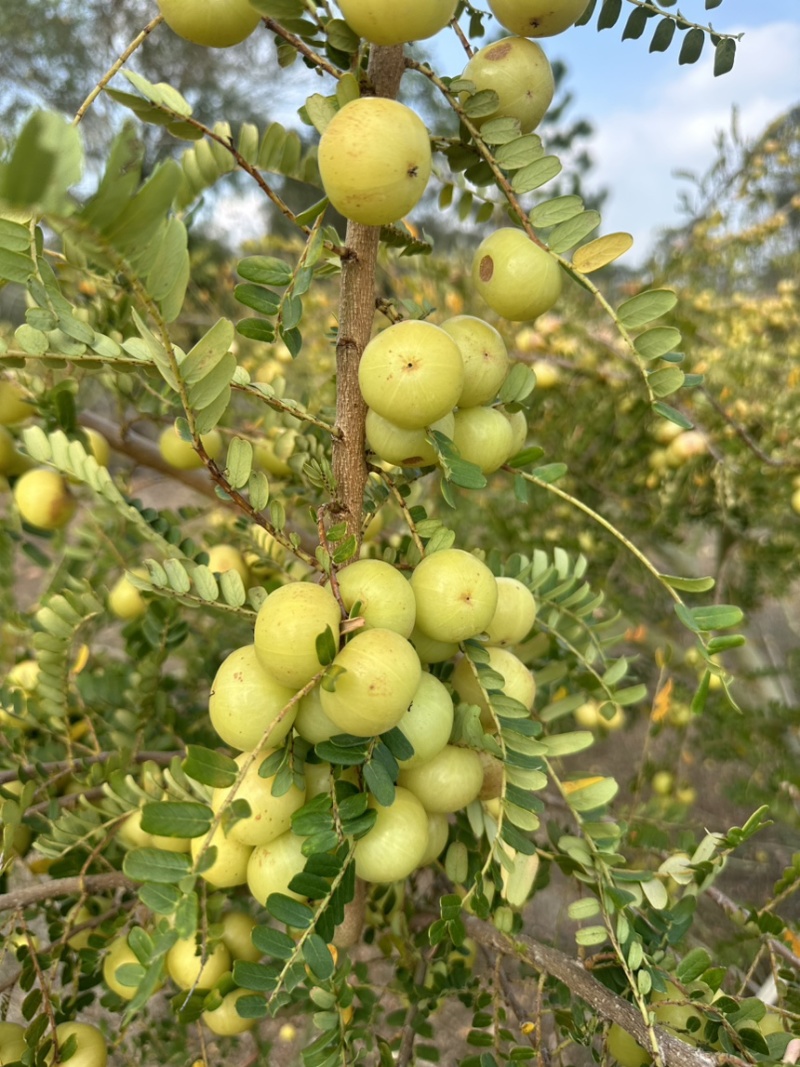 广东省普宁市潮汕高山甜油甘，冬甘油甘，玻璃油甘草