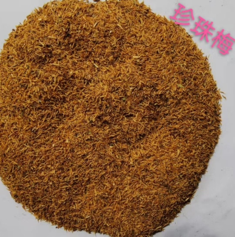 珍珠梅种子四季种植易活