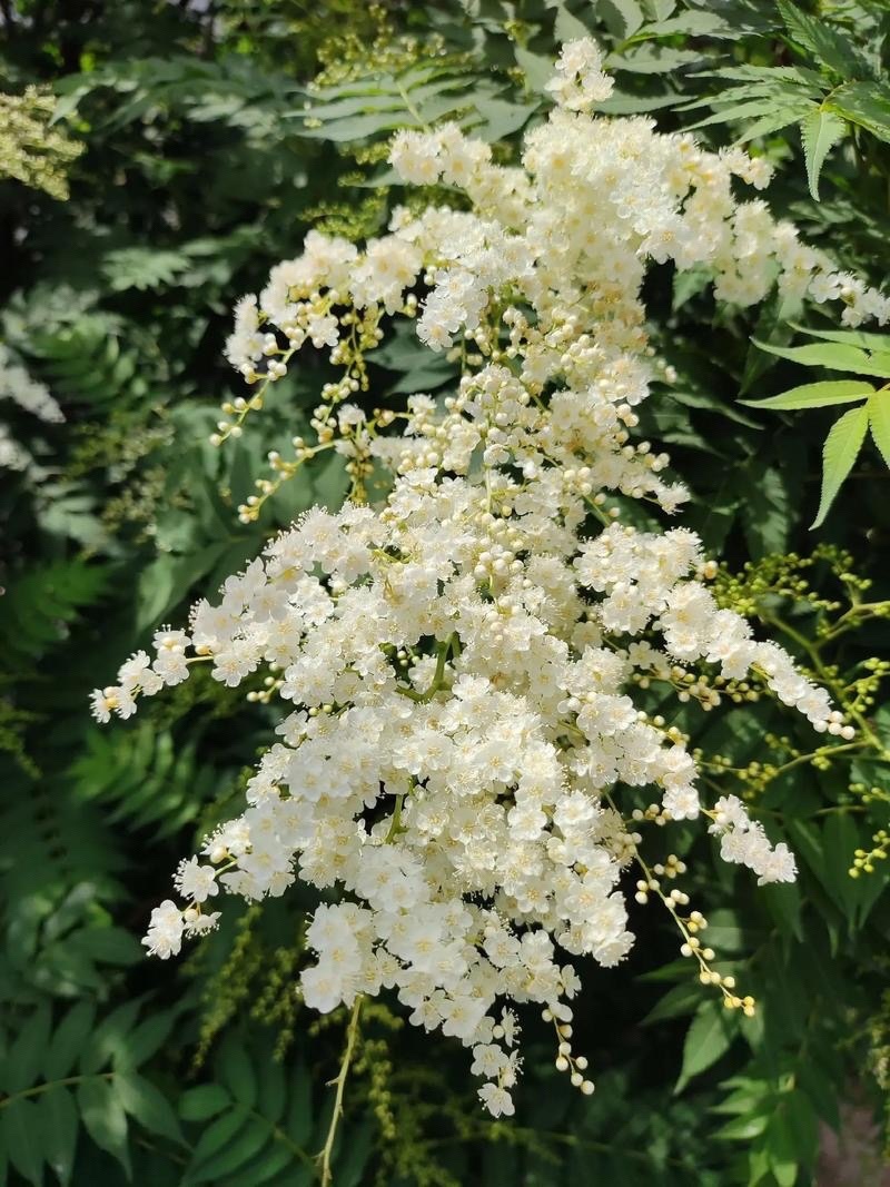 珍珠梅种子四季种植易活