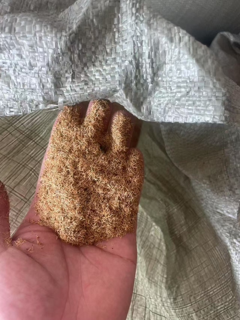 珍珠梅种子四季种植易活