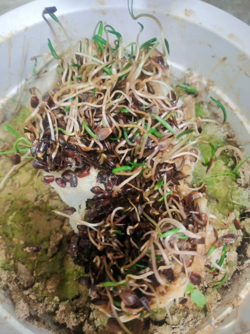 新采杉木种子绿化行道树种包邮