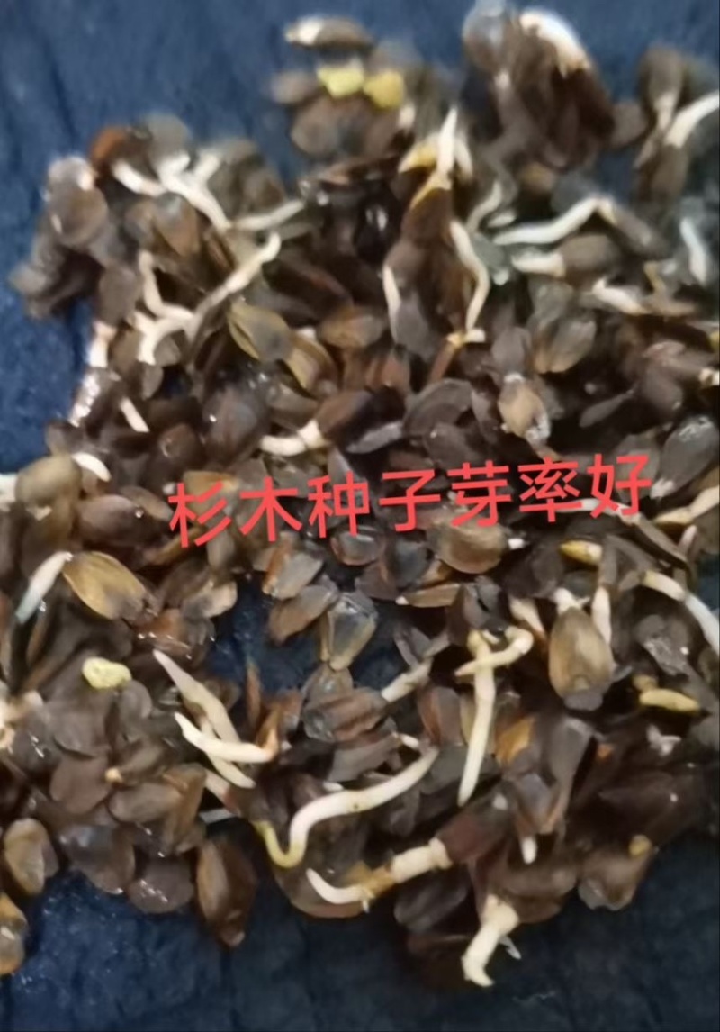 新采杉木种子绿化行道树种包邮