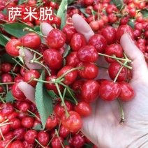 《萨米脱》陕西大樱桃/基地现摘/现货随发/量大可全国发货