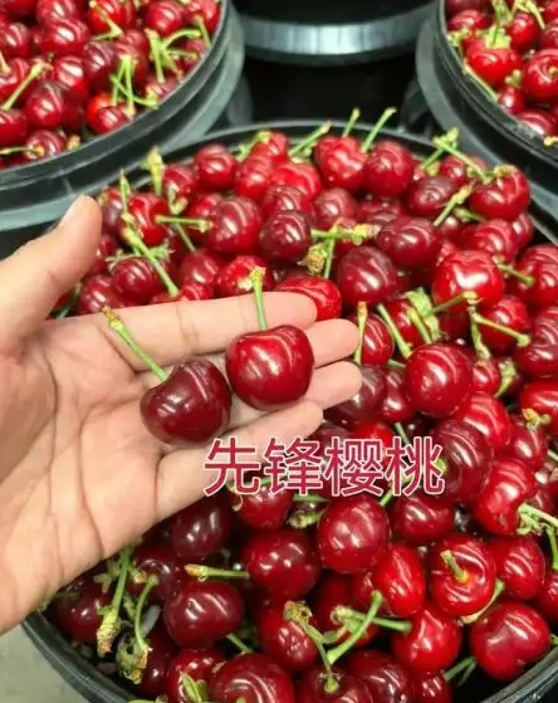 《陕西大樱桃》拉宾斯樱桃/先锋/布鲁克斯/雷尼品种齐全