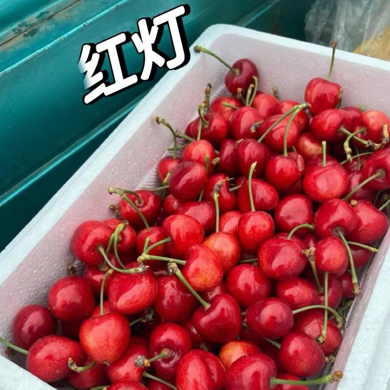 《红灯樱桃》现摘现发陕西红灯大樱桃/价格便宜/全国发货