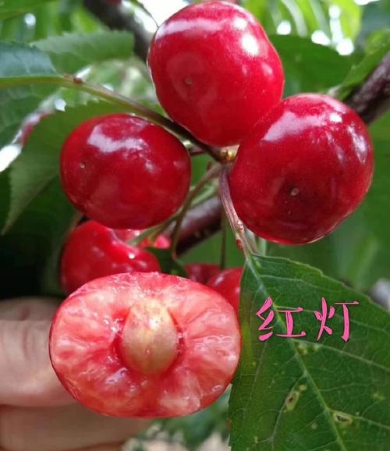 《红灯樱桃》现摘现发陕西红灯大樱桃/价格便宜/全国发货