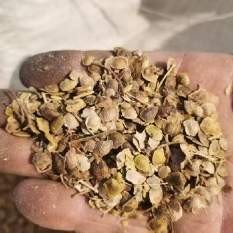 新采臭椿种子林木种子造林树种