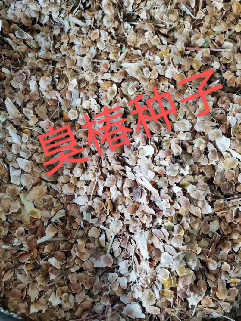 新采臭椿种子林木种子造林树种
