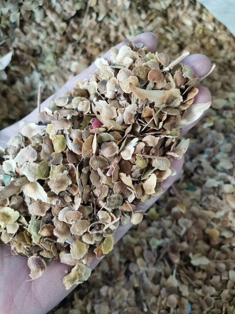 新采臭椿种子林木种子造林树种