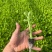 芹菜苗/基地现挖/量大从优/包成活率/高产苗/云南芹菜苗