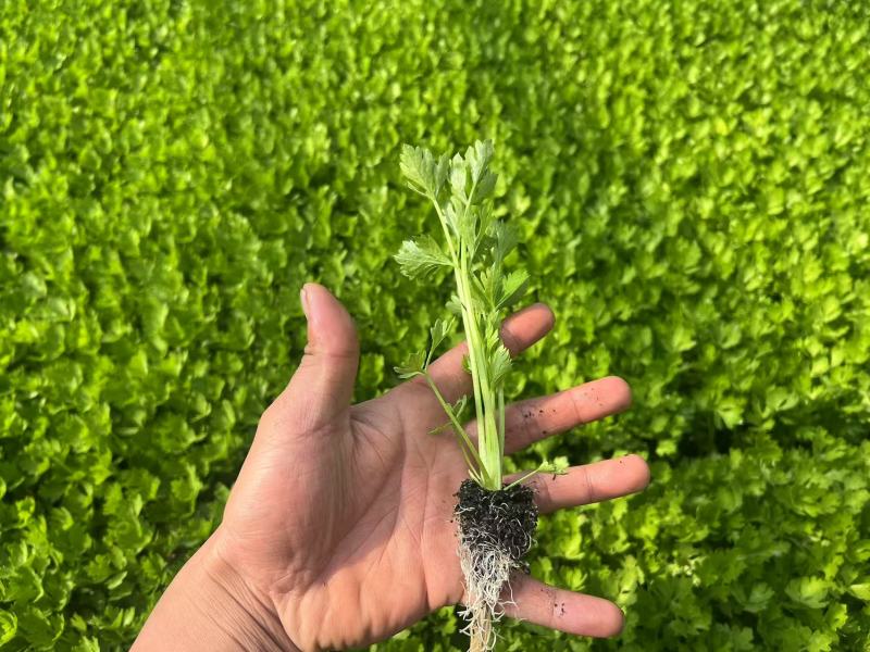 芹菜苗/基地现挖/量大从优/包成活率/高产苗/云南芹菜苗