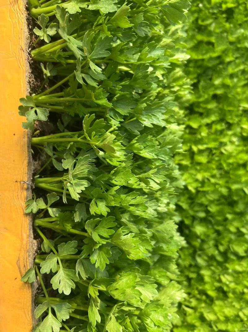 芹菜苗/基地现挖/量大从优/包成活率/高产苗/云南芹菜苗