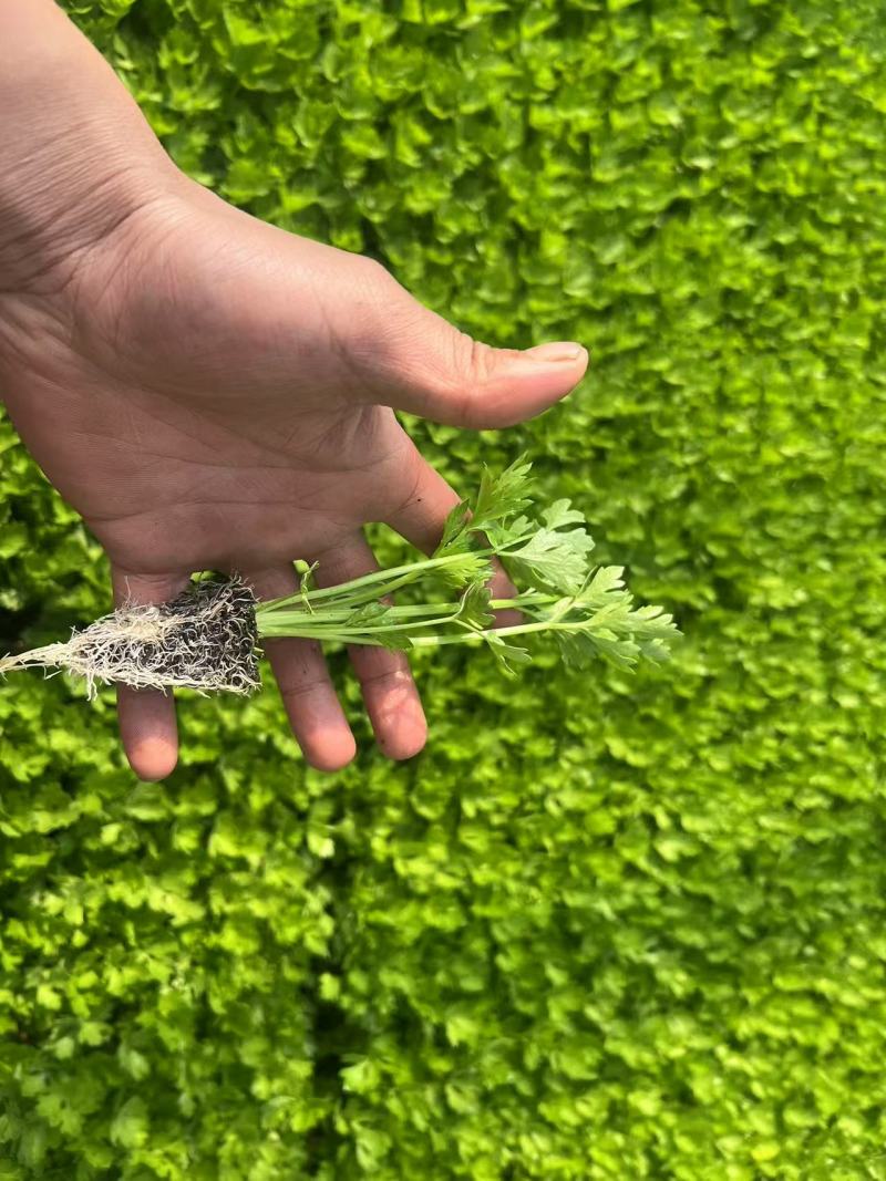 芹菜苗/基地现挖/量大从优/包成活率/高产苗/云南芹菜苗