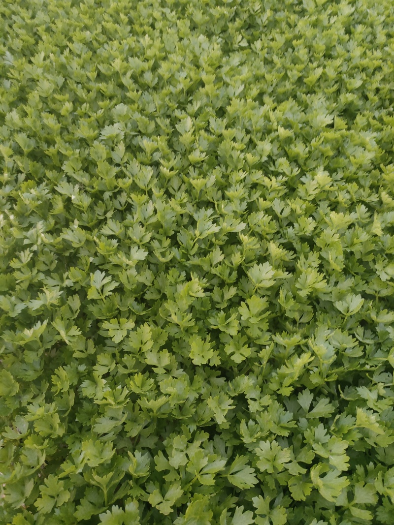 芹菜苗/基地现挖/量大从优/包成活率/高产苗/云南芹菜苗