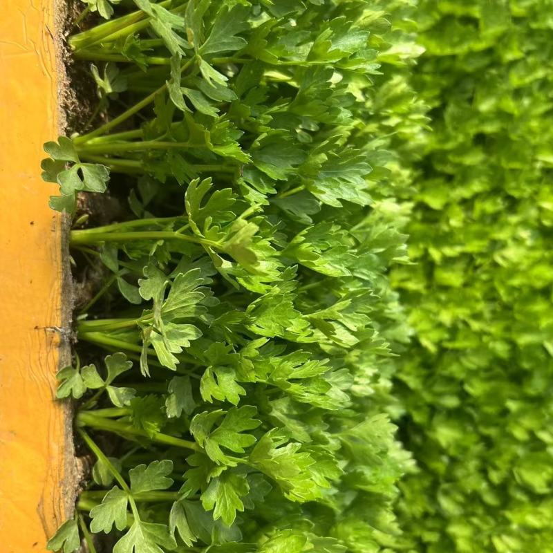 芹菜苗/基地现挖/量大从优/包成活率/高产苗/云南芹菜苗