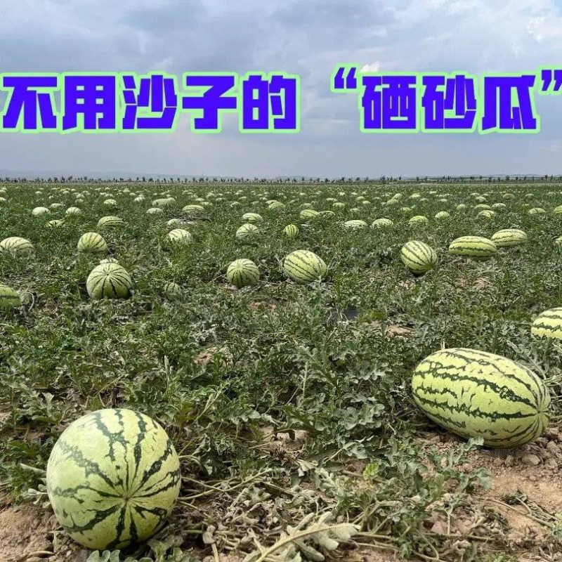 《宁夏硒砂瓜》石缝瓜/宁夏西瓜/基地直供/包熟甜大吨位供