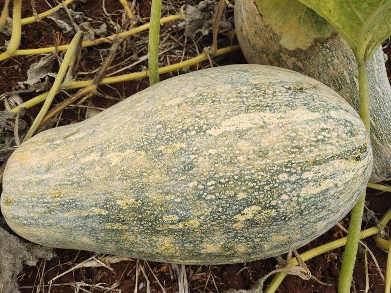 蜜本南瓜湛江市徐闻