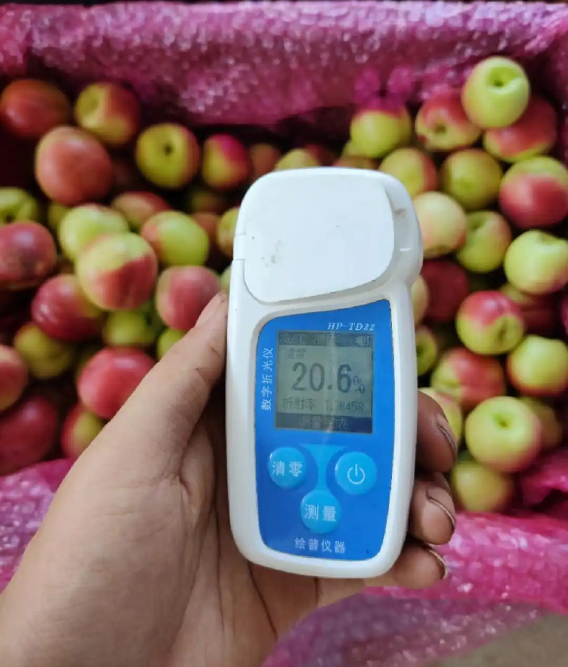 《珍珠枣油桃》基地现摘现发/陕西油桃/规格齐全/全国发货