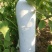雪铁龙冬瓜种子长圆柱形粉皮冬瓜种子高产白皮大节瓜种籽