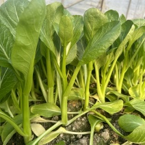 菜苔菜薹菜心（长期合作）一手货源，种植直供