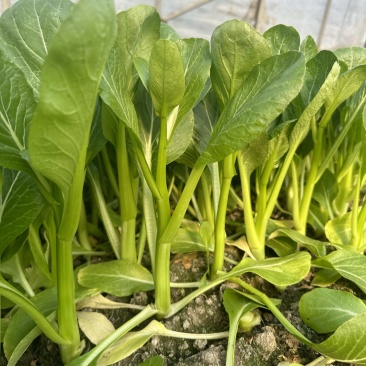 菜苔菜薹菜心（长期合作）一手货源，种植直供
