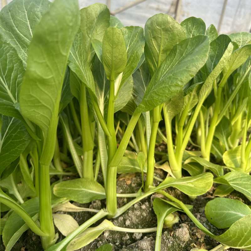 菜苔菜薹菜心（长期合作）一手货源，种植直供