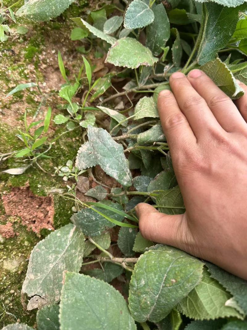 五指毛桃老水苗