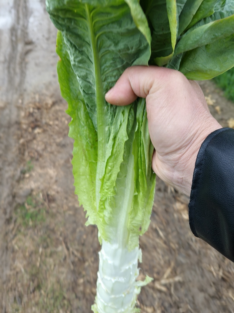 湖北钟祥大棚圆叶白皮绿肉莴笋基地