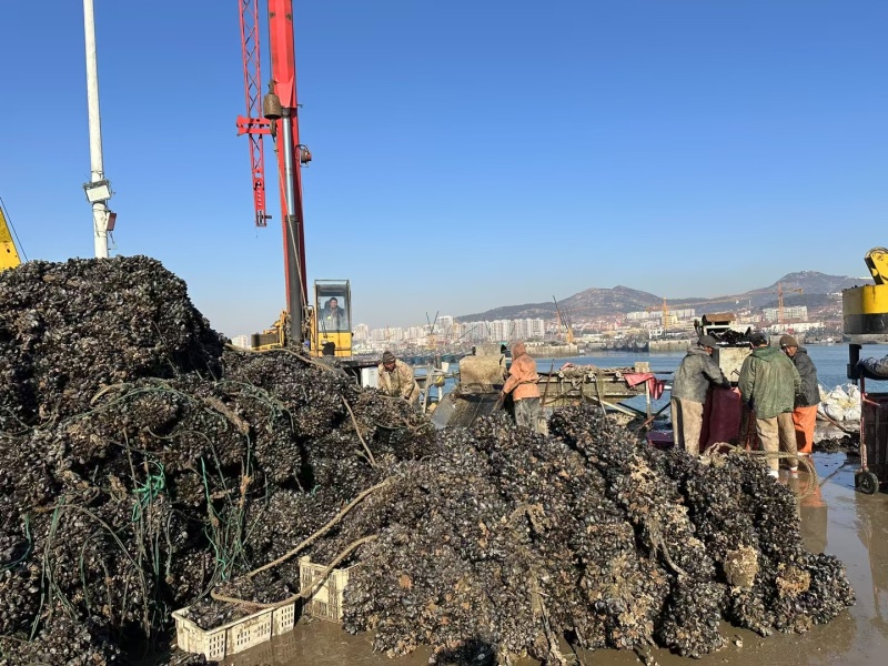 大家好，海虹大量批发，需要的老板咨询订单，一手货源，码头
