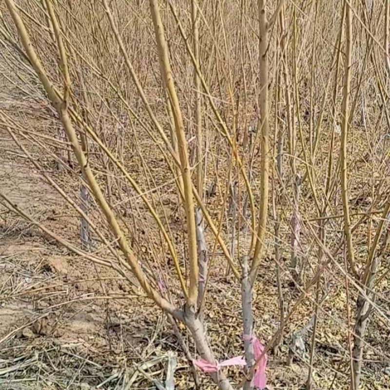 桃树