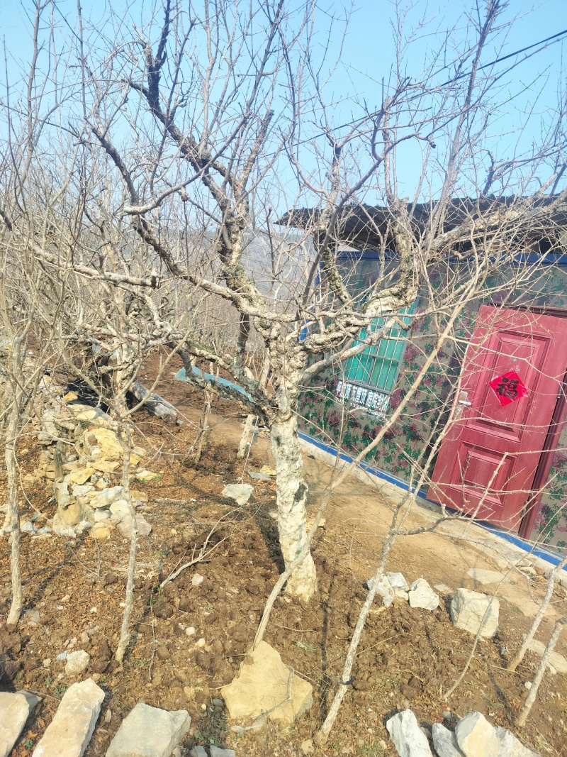 石榴树
