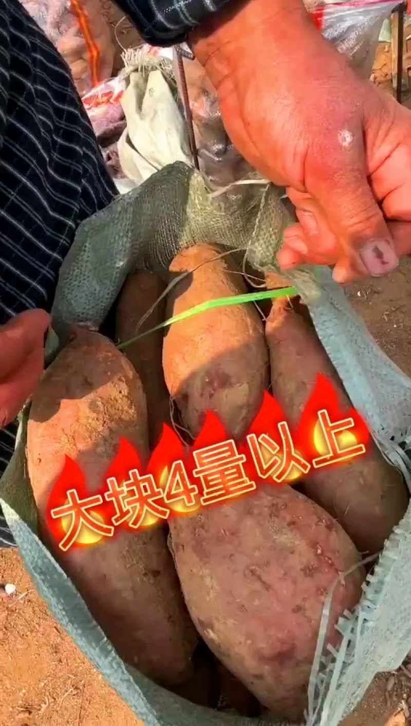 沙地板栗薯济薯26大量窖存货新货