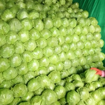 饶阳甘蓝大量上市！需要的联系啦