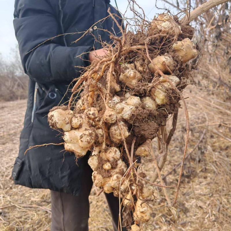 河北白洋姜！河北菊芋！河北鬼子姜！