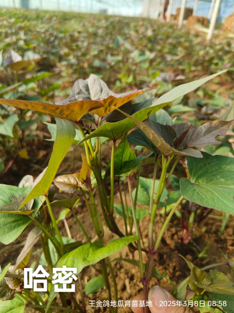 冰糖薯哈密苗，红皮白心基地直发，晾晒时间长价格合适