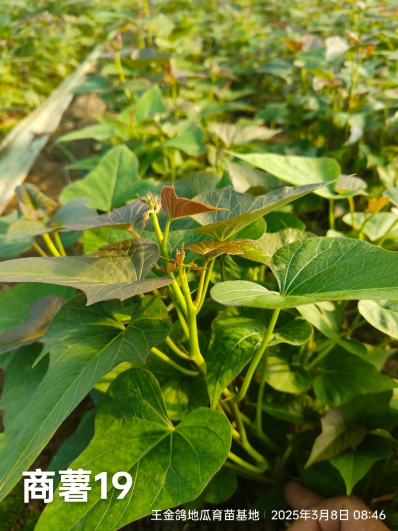 冷棚原种商薯19，基地供苗，一手货源价格合适
